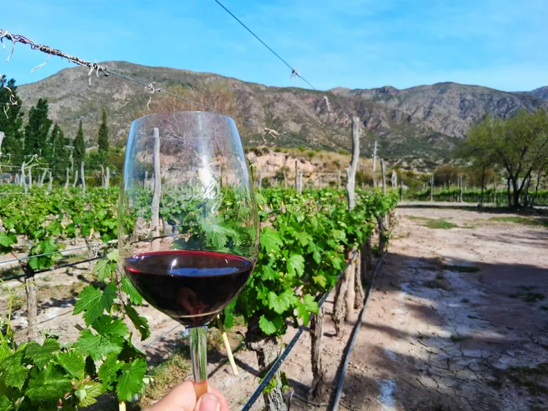 La Ruta del Vino de Pedernal